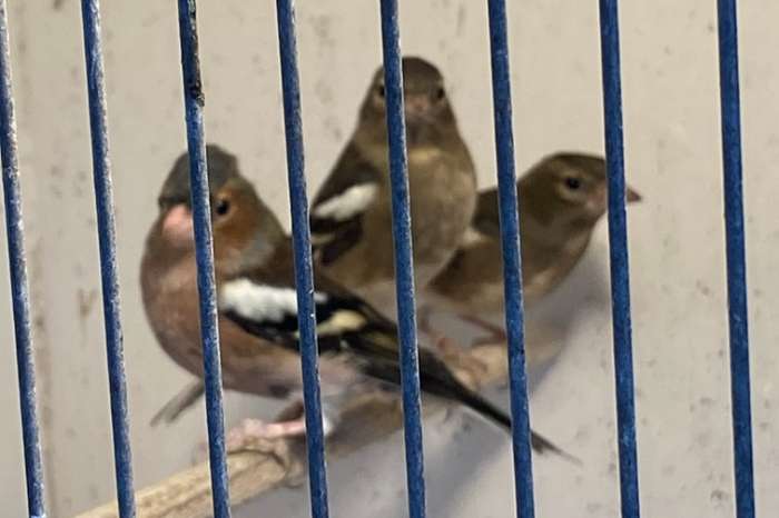 1 -1 europese vinken