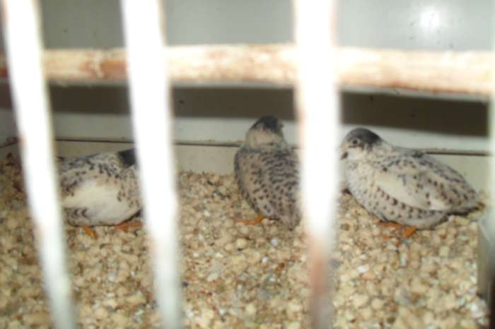 leuk trio chin kwartels