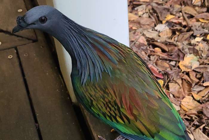 3-3 nicobar pigeon