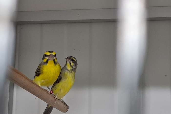 koppels mozambique sijzen