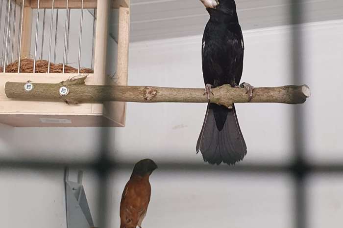 oryzoborus crassirostris maximiliani (twa twa)