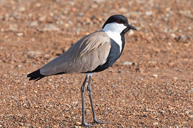 1-0 sporenkievit en 1-0 blacksmith kievit