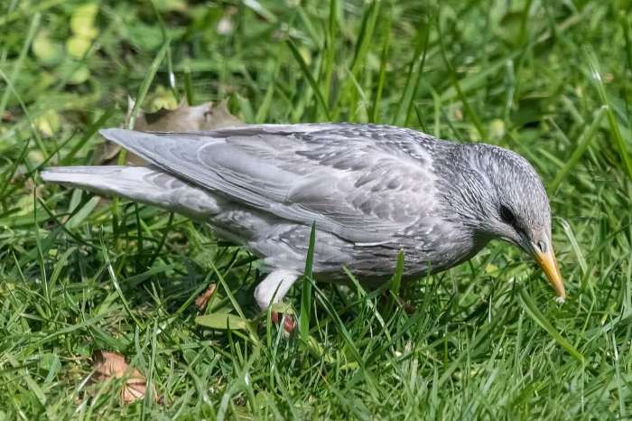 opaalmutatie europese spreeuw
