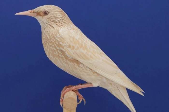 kleurafwijkende spreeuwen