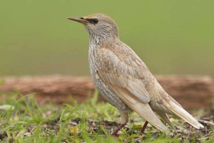 kleurafwijkende spreeuwen