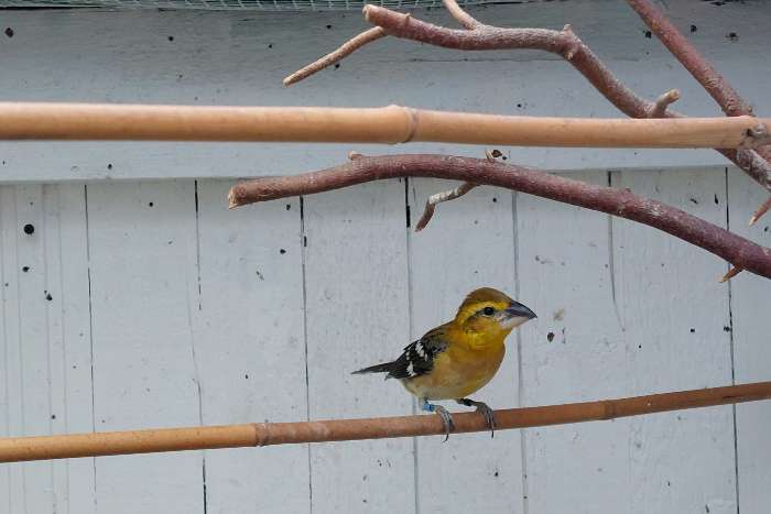 1.0 gele kernbijter 2025 (chrysogaster)