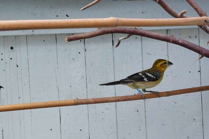 1.0 gele kernbijter 2025 (chrysogaster)