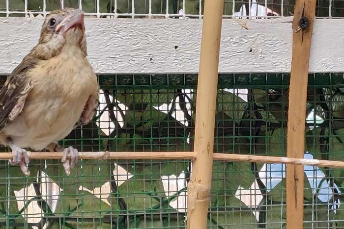 1.0 gele kernbijter 2025 (chrysogaster)