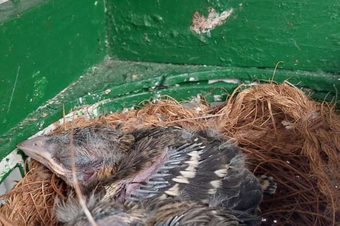 1.0 gele kernbijter 2025 (chrysogaster)