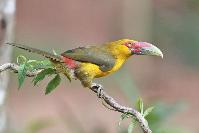 2-2 goudtoekan (pteroglossus bailloni)