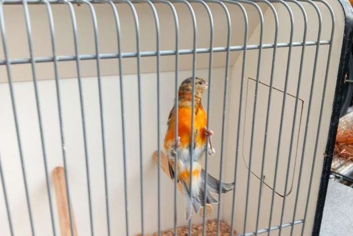 bastaarden putterxkanarie kapoetsijsxkanarie