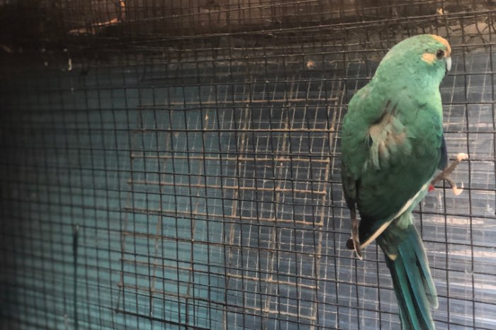 kweekkoppel kakarikies 2024