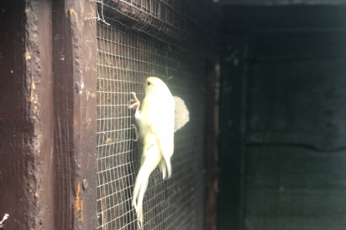 kweekkoppel kakarikies 2024