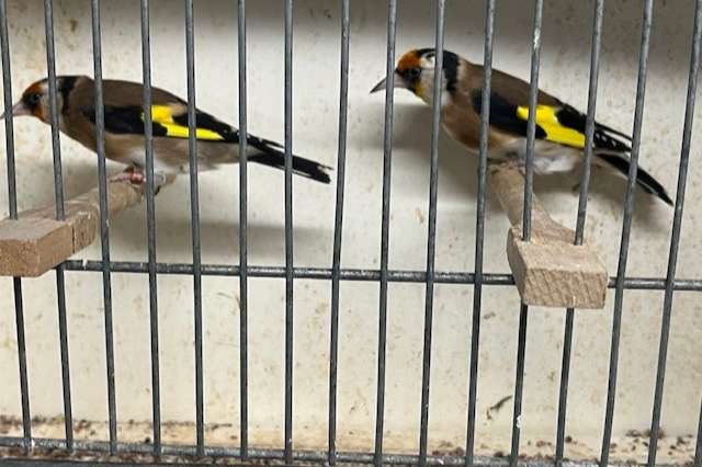 bloemputters/kleine putters/distelvinken