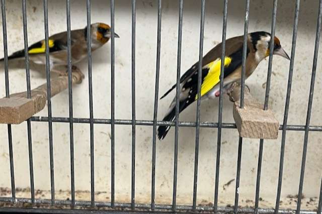 bloemputters/kleine putters/distelvinken