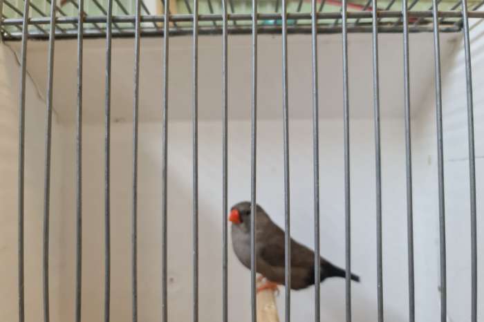 charcoal zebravinken