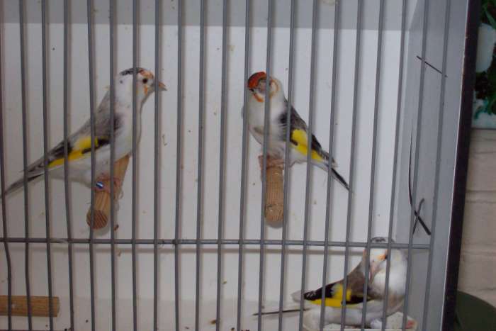 major mutatie putters