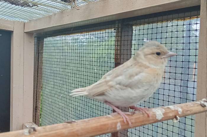 eigen kweek botvinken