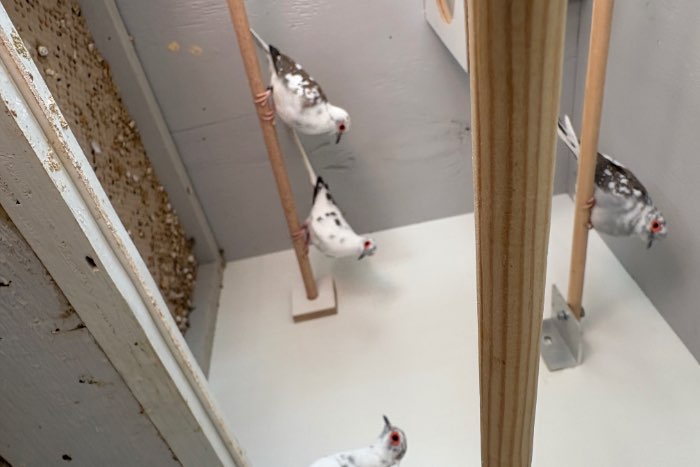 bonte diamantduifjes