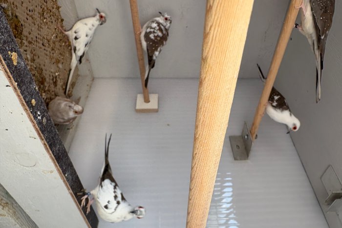 bonte diamantduifjes