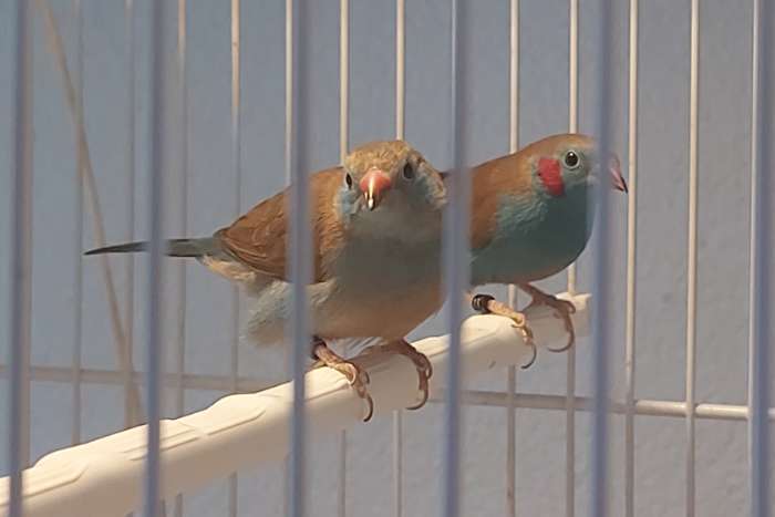 koppel blauwfazantjes