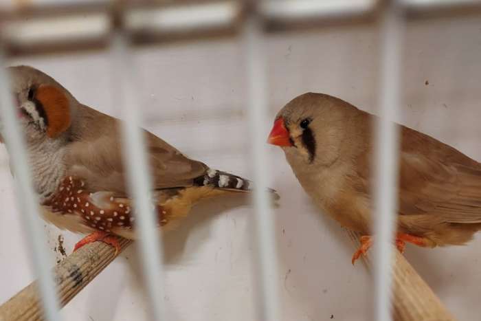 koppels zebravinken bruin serie (goede warme vogels)