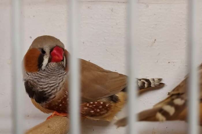 koppels zebravinken bruin serie (goede warme vogels)