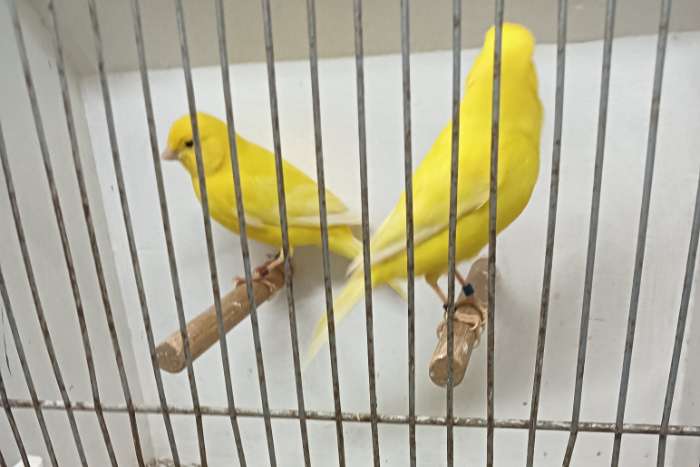 geel int. & geel sch. mannen van 2025