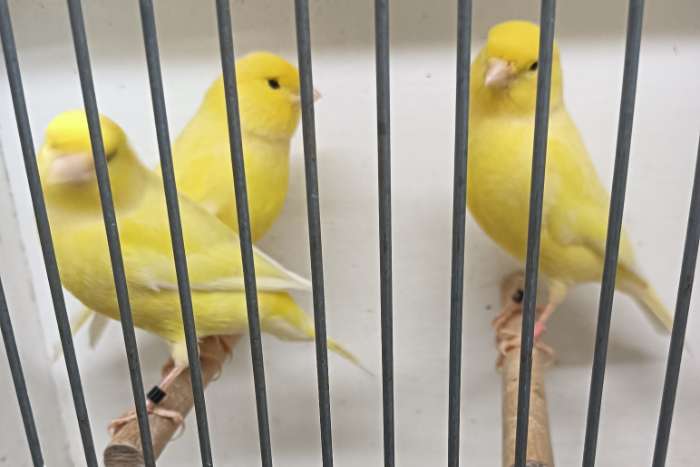 geel int. & geel sch. mannen van 2025