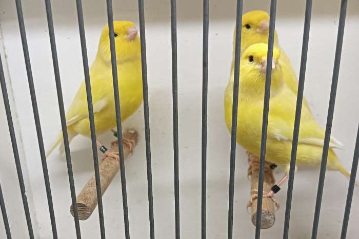 geel int. & geel sch. mannen van 2025