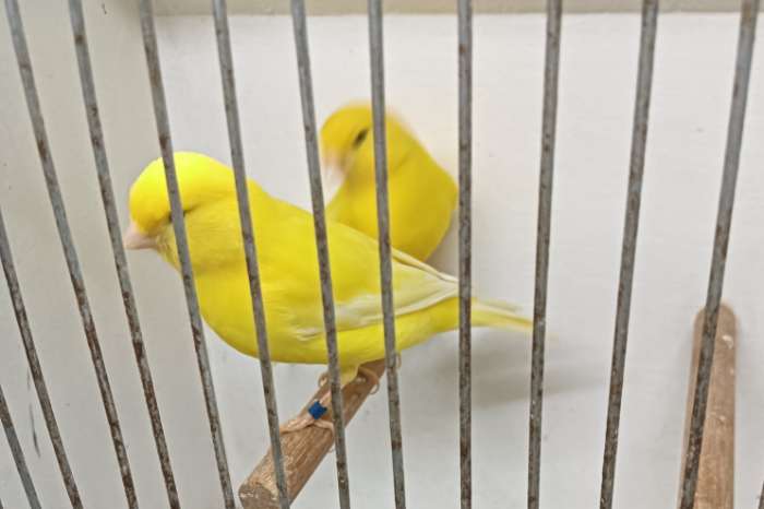 geel int. & geel sch. mannen van 2025