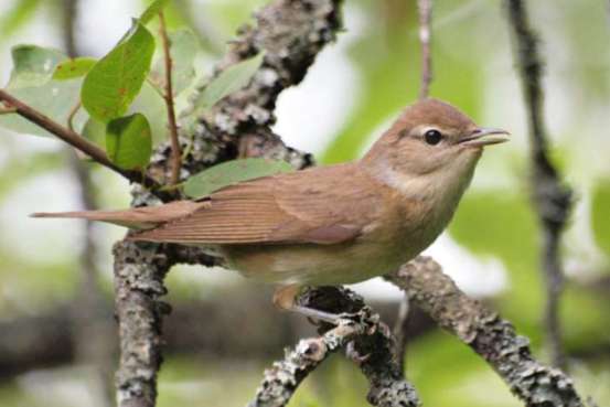 tuinfluiter sylvia borin man 2025