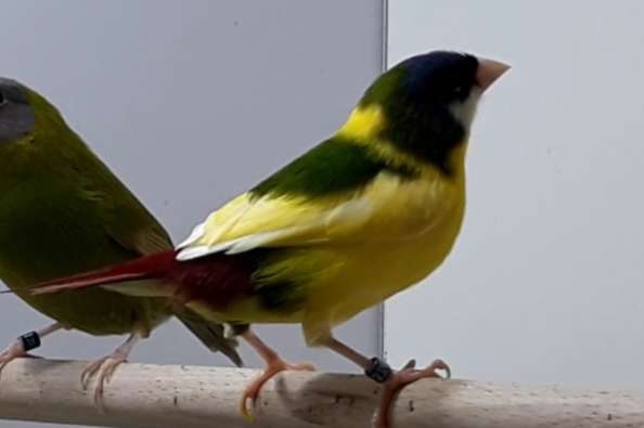 gezocht bonte driekleur papagaaiamadines