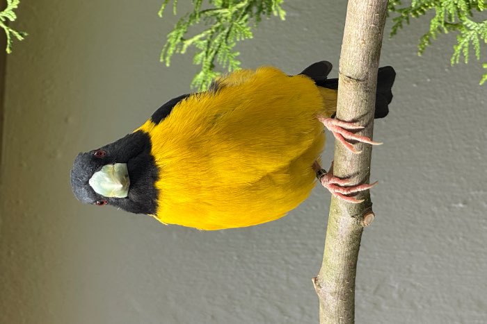 1-0 man affini appelvinken