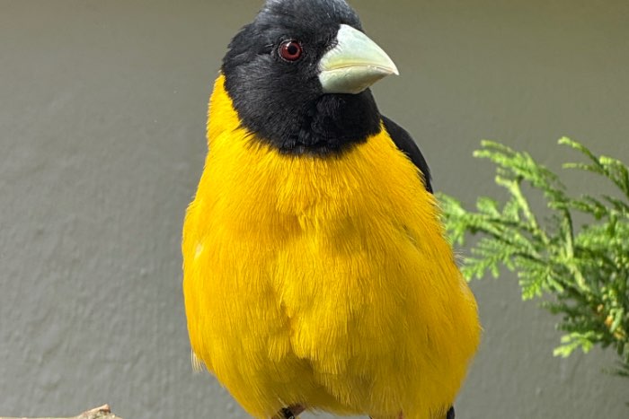 1-0 man affini appelvinken