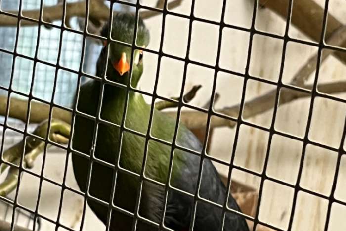 0-1 witwangtoerako 25