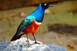 onverwant koppel driekleurglansspreeuwen