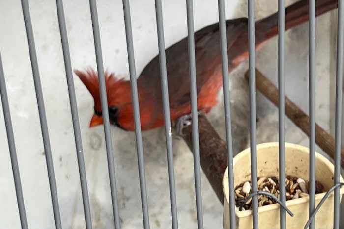 rode kardinalen 25-23