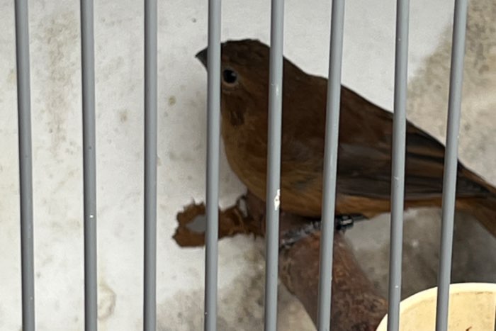 braziliaanse blauwe bisschoppen 24-25