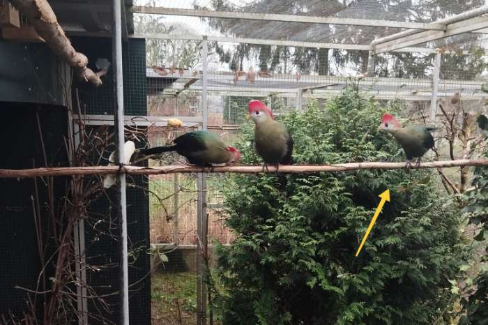 roodkuiftoerako man 2025