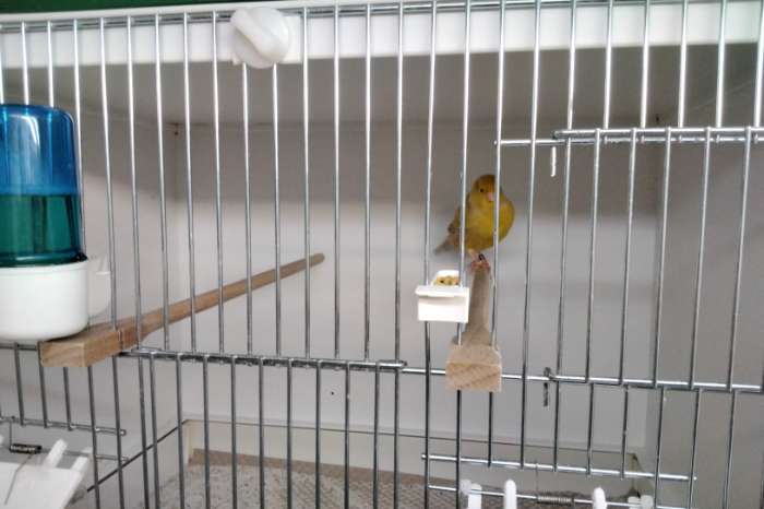 isabel geel kobalt pop