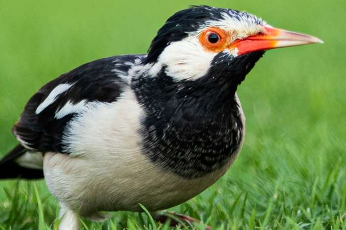 pop ekstersspreeuwen (gracupica contra)