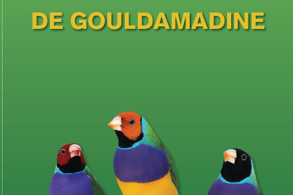 gezocht de gouldamandine van sngn.