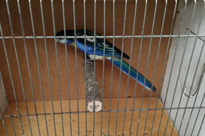 australische parkieten