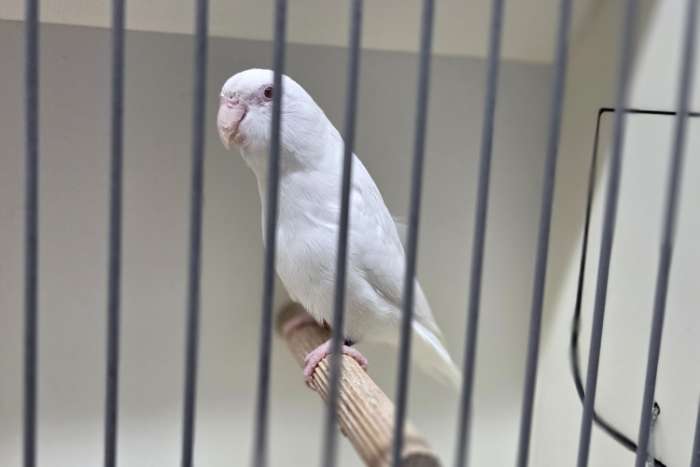 forpus coelestis albino