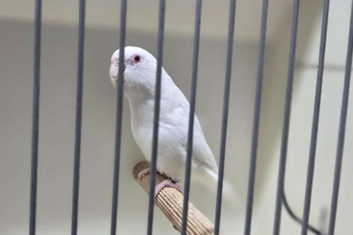 forpus coelestis albino