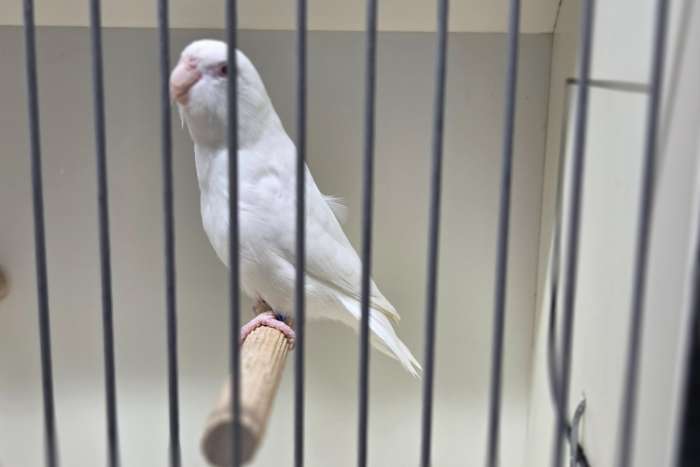 forpus coelestis albino