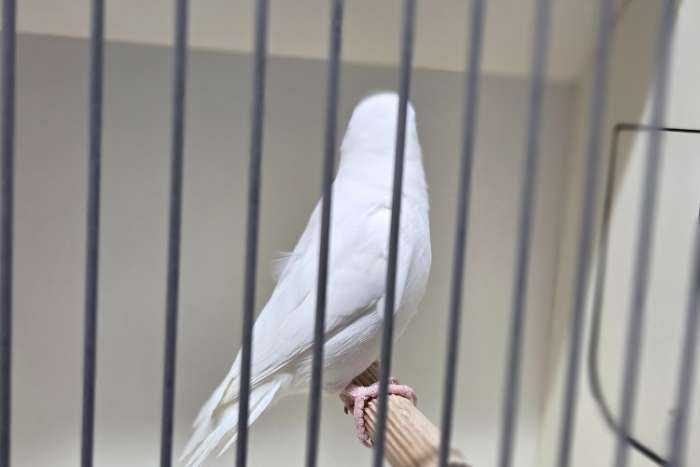 forpus coelestis albino