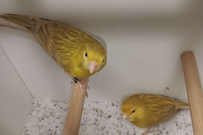 isabel geel mannen (geen poppen meer)