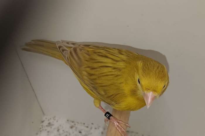 isabel geel mannen (geen poppen meer)